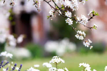 Printemps à Merville (59660) : et si vous preniez enfin le temps de ralentir, respirer… et rayonner ?