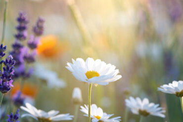 Ateliers de relaxation et méditation à Merville (59660) – Printemps / Été 2026