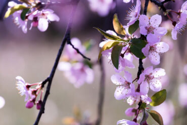 Printemps à Merville (59660) : et si vous preniez enfin le temps de ralentir, respirer… et rayonner ?
